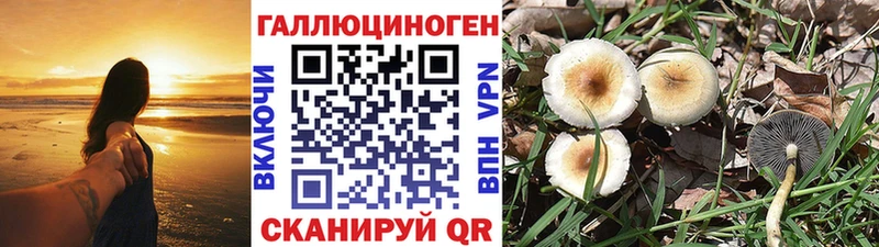Псилоцибиновые грибы Cubensis  Новосиль 